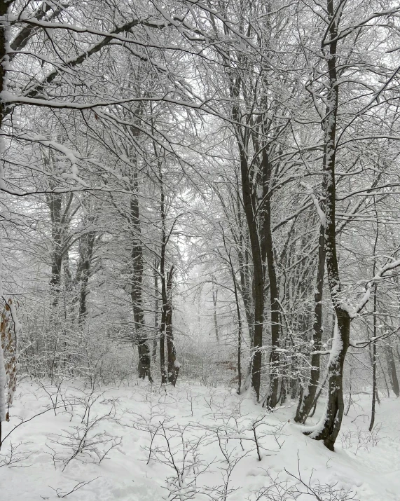 a snow covered forest filled with lots of trees, trees in the background, multiple stories, low quality photo