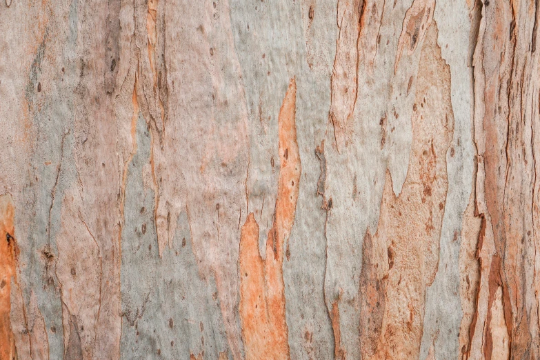 a close up of the bark of a tree, an album cover, inspired by Tom Roberts, trending on pexels, grey orange, light tan, multi - coloured, manuka