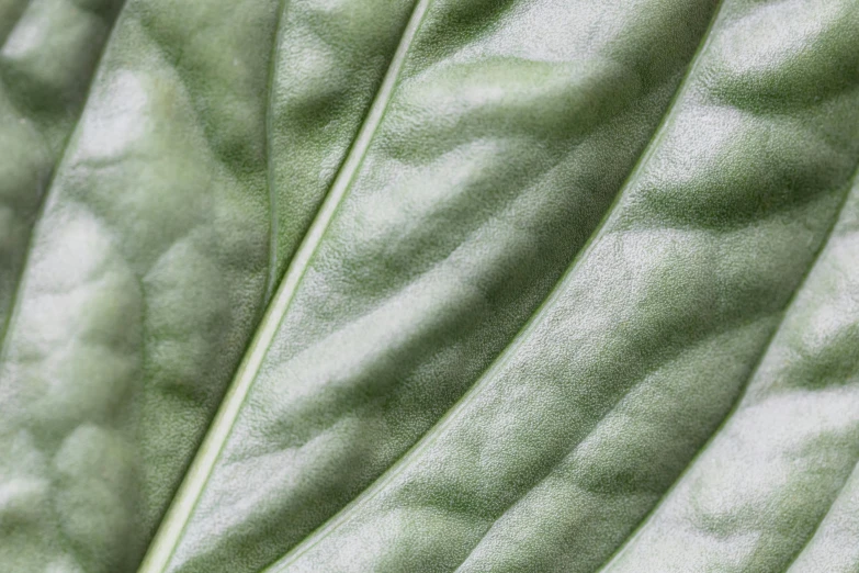 a close up of a leaf of a plant, light grey, detailed product image, pbr material, verdigris