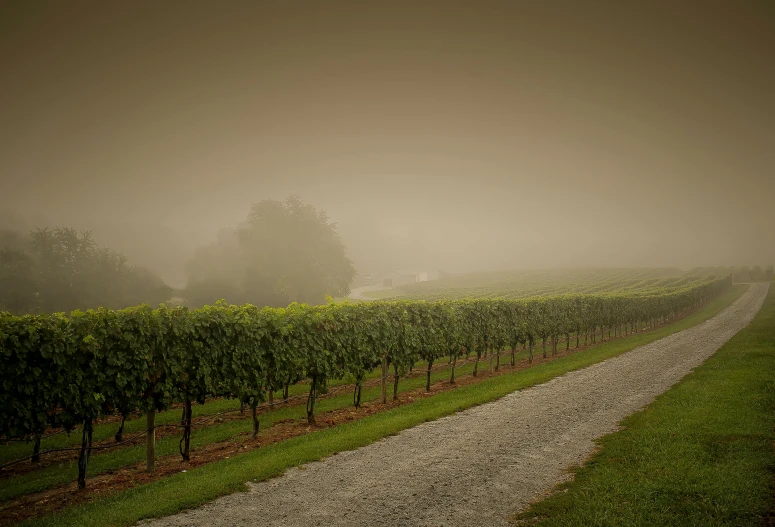 a dirt road next to a lush green field, by Alison Geissler, pexels contest winner, tonalism, wine, moist foggy, f / 2 0, grey