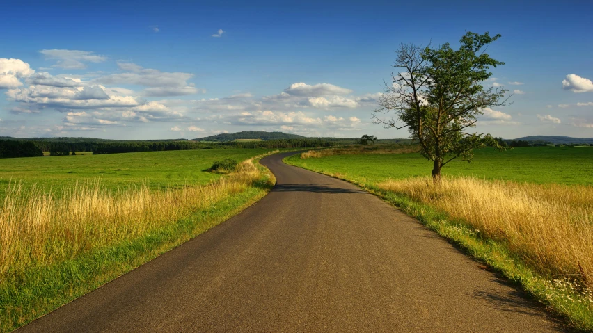 a lone tree sitting on the side of a road, pexels contest winner, renaissance, lush countryside, background image, corduroy road, lower saxony