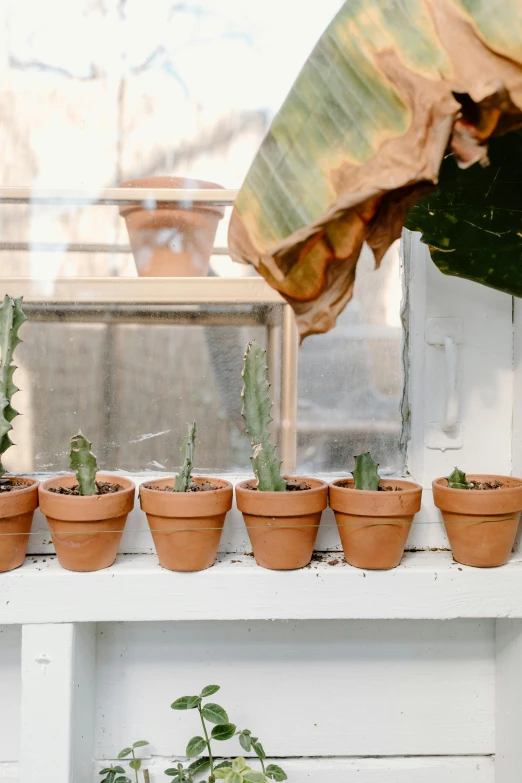 a shelf filled with potted plants on top of a window sill, by Jessie Algie, trending on unsplash, process art, made of cactus spines, terracotta, desert white greenhouse, group of seven