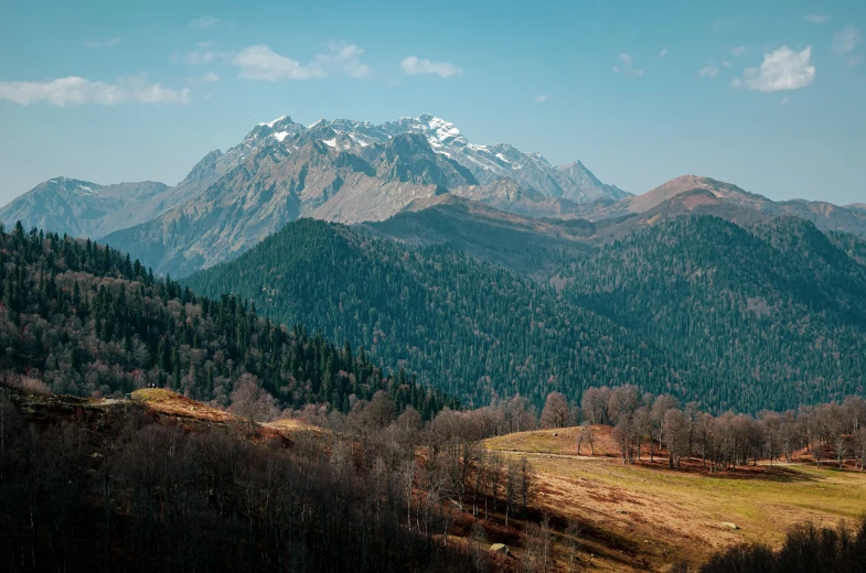 a herd of sheep standing on top of a lush green hillside, by Muggur, pexels contest winner, les nabis, snowy peaks, hideen village in the forest, panoramic, mount olympus