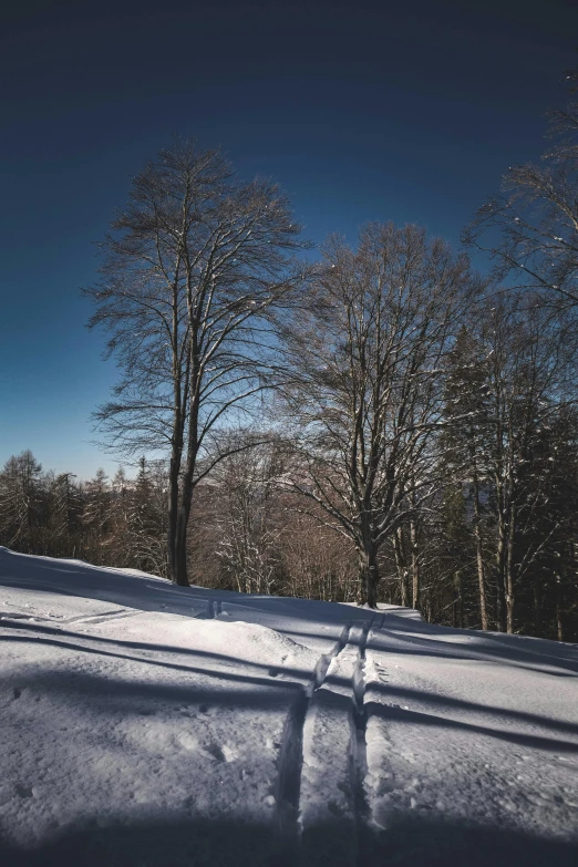 a person riding skis down a snow covered slope, by Karl Walser, unsplash contest winner, romanticism, curved trees, photo of zurich, clear blue skies, in the wood