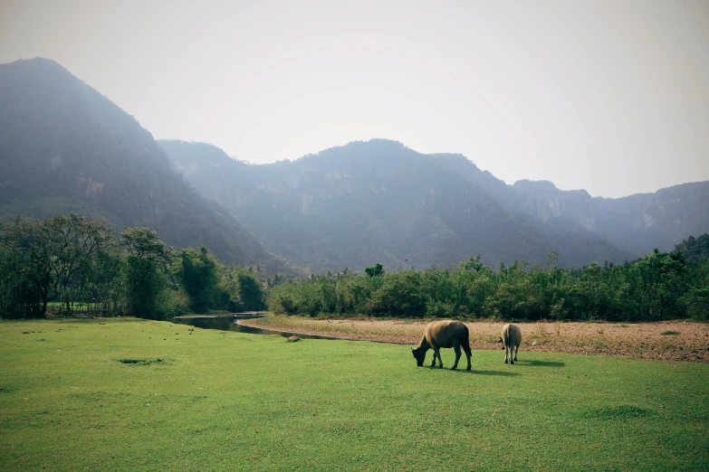 a couple of animals standing on top of a lush green field, inspired by Zhang Kechun, pexels contest winner, sumatraism, the see horse valley, laos, mountain behind meadow, next to a river