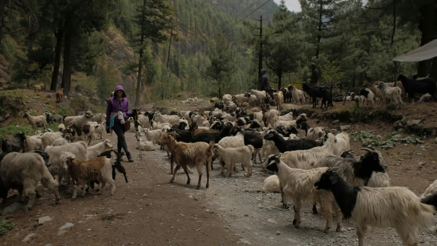 a herd of goats walking down a dirt road, an album cover, by Emma Andijewska, trending on unsplash, renaissance, young himalayan woman, thumbnail, uttarakhand, with dogs