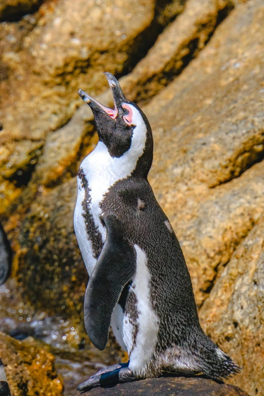 a couple of penguins standing on top of a rock, yawning, zoomed in, bubbly, no cropping