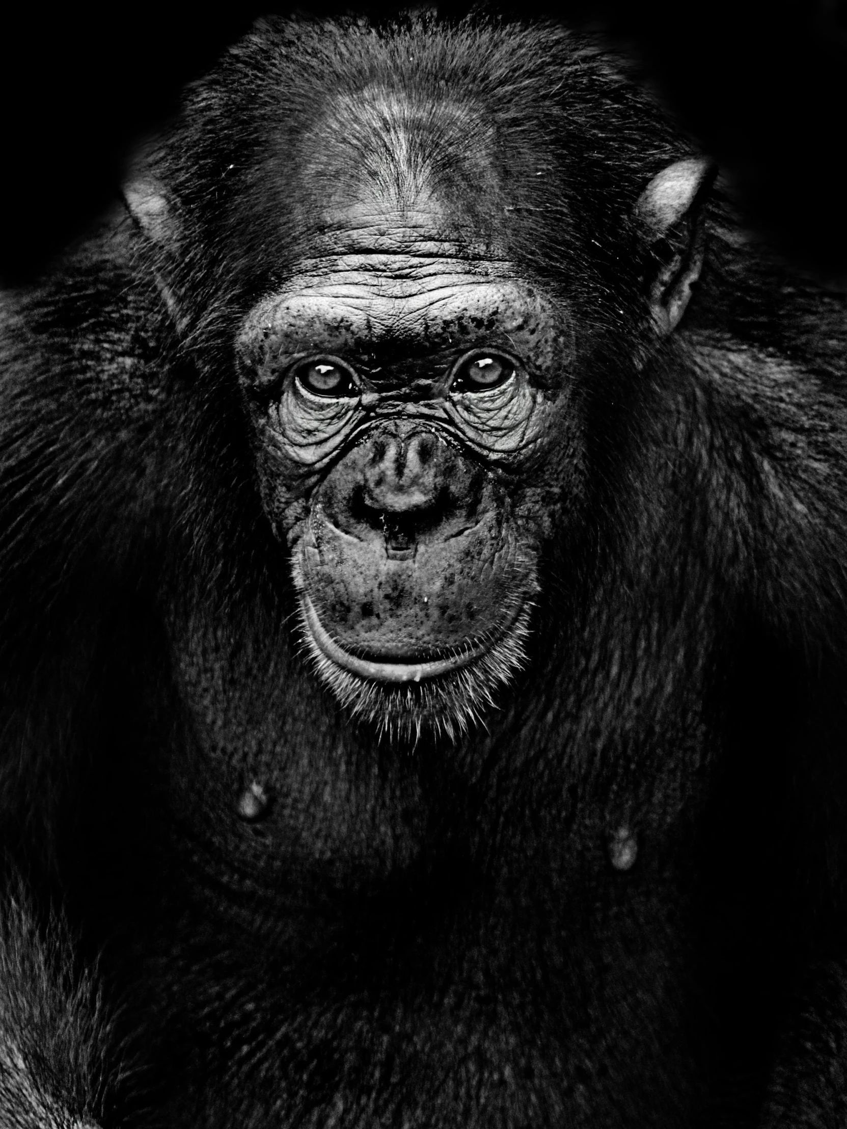 a black and white photo of a chimpan, by Sebastian Spreng, art photography, great digital art with details, !! looking at the camera!!, nuri iyem, by greg rutkowski
