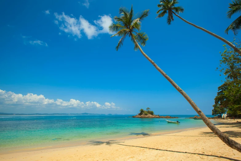 a couple of palm trees sitting on top of a sandy beach, mami wata, profile image