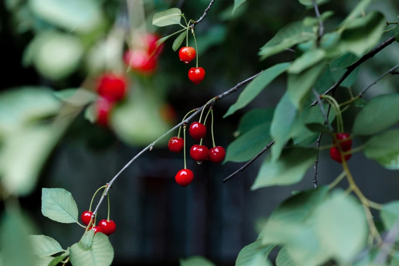 a bunch of red berries hanging from a tree, a portrait, unsplash, medium format, cherry, lush surroundings, shot on sony a 7