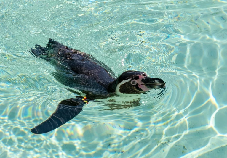 a penguin swimming in a pool of clear water, by Bernie D’Andrea, pexels contest winner, fan favorite, platypus, bubbly, smooth detailed