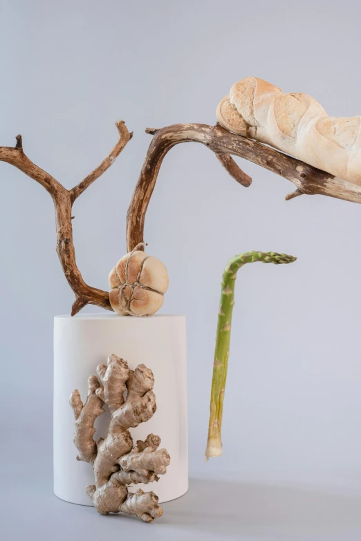 a close up of a vase with a plant in it, a surrealist sculpture, inspired by Sarah Lucas, ecological art, driftwood, snacks, white rocks made of bone, product design shot