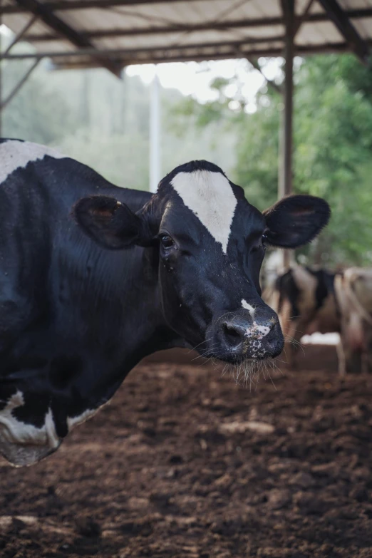 a cow that is standing in the dirt