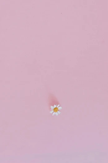 a single flower in the middle of a pink sky, by Alison Geissler, postminimalism, yanjun chengt, ffffound, chamomile, heartbroken