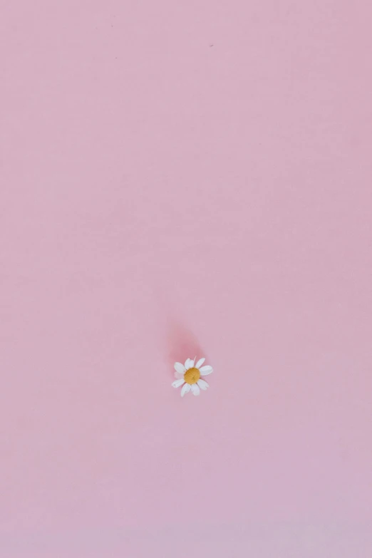 a single flower in the middle of a pink sky, by Alison Geissler, postminimalism, yanjun chengt, ffffound, chamomile, heartbroken