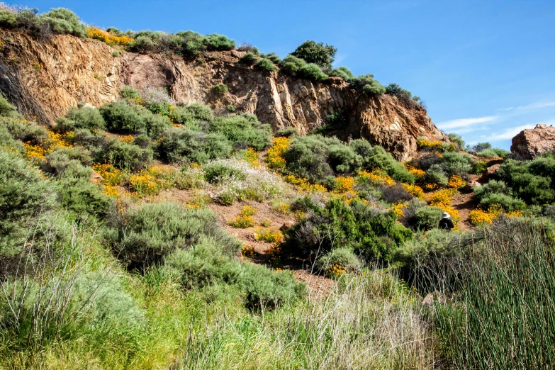 a mountain covered in lots of green and yellow flowers, pch, orange rocks, today\'s featured photograph 4k, olive trees