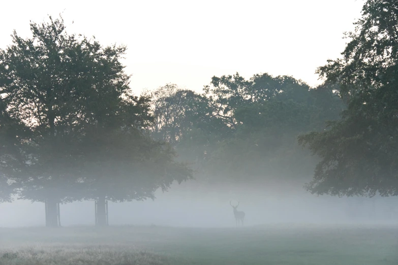 a herd of deer standing on top of a lush green field, by Ian Fairweather, pexels contest winner, tonalism, light blue mist, ((mist)), golf course, photographic print