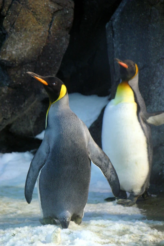a couple of penguins that are standing in the water, flickr, happening, biodome, long thick shiny gold beak, very handsome, taken in the late 2000s