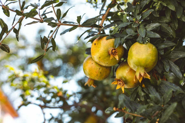 a bunch of ripe pomegranates hanging from a tree, by Julia Pishtar, trending on pexels, background image, manuka, thumbnail, opening shot