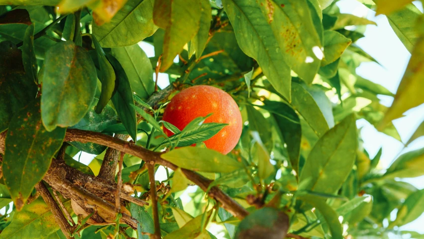 a close up of an orange on a tree, peach, thumbnail, profile image, organic