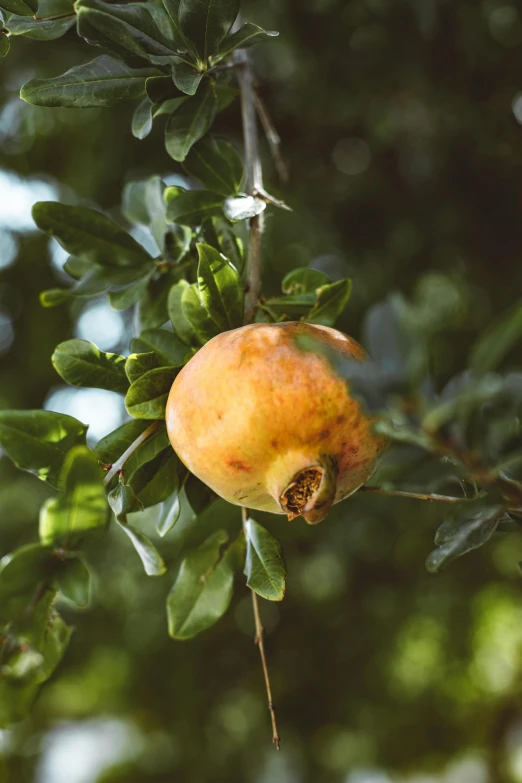 a close up of a pomegranate on a tree, by Jan Tengnagel, unsplash, renaissance, made of glazed, oak leaf beard, laying under a tree on a farm, manuka