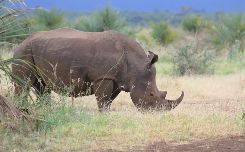 a rhino standing on top of a grass covered field, over the shoulder