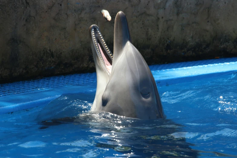 a dolphin with its mouth open in the water, poolside, waving, albino, courtesy of mbari