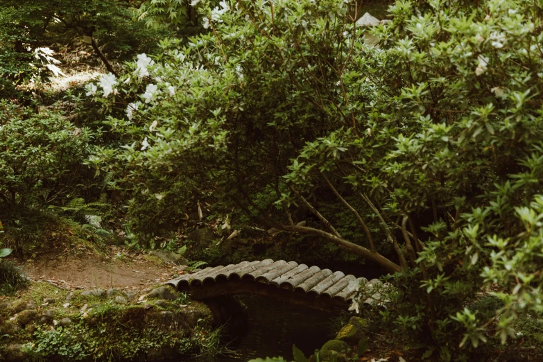 a bench sitting in the middle of a lush green forest, an album cover, unsplash, australian tonalism, in japanese garden, mini amphitheatre, bridge to terabithia, lush plants and flowers