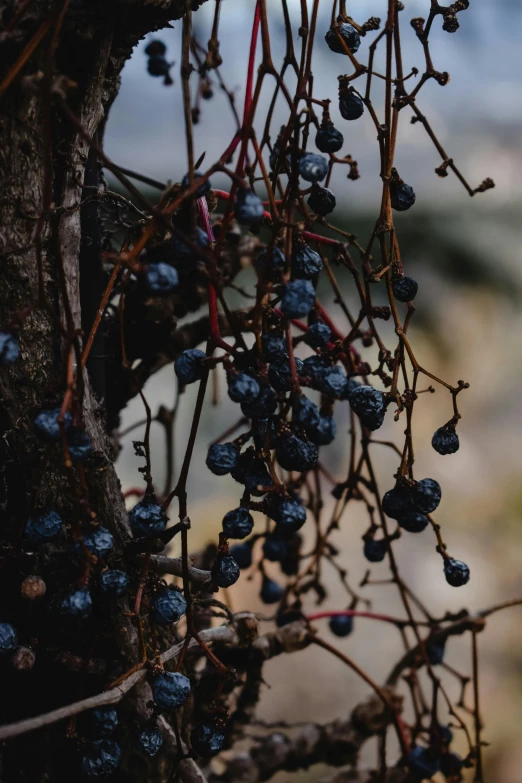 a bunch of black berries hanging from a tree, an album cover, inspired by Elsa Bleda, unsplash, realism, wine, dried vines, profile image, tourist photo