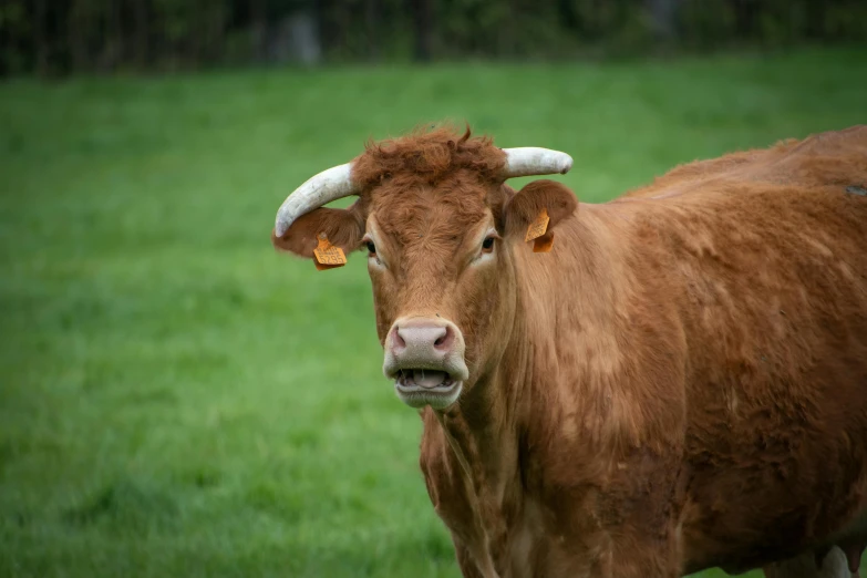 a brown cow standing on top of a lush green field, pexels contest winner, renaissance, horns under his cheek, aged 13, square nose, unhappy