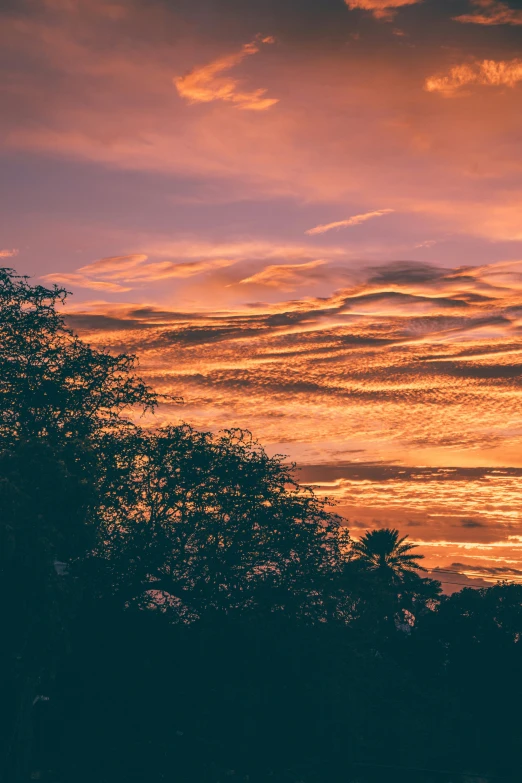 a couple of giraffe standing on top of a lush green field, by Robbie Trevino, unsplash contest winner, romanticism, vibrant sunset dramatic sky, tropical trees, today\'s featured photograph 4k, layered stratocumulus clouds