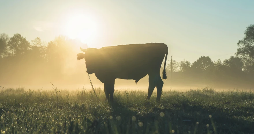 a cow standing on top of a lush green field, dusty light, sun rising, unsplash photography, pbr