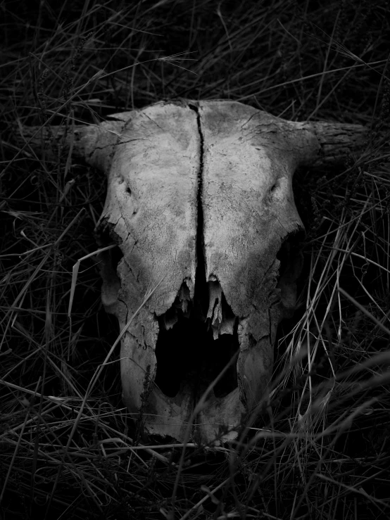 a black and white photo of a skull in the grass, by Robert Storm Petersen, that resembles a bull\'s, anton semenov, jackal skull, southern gothic scene
