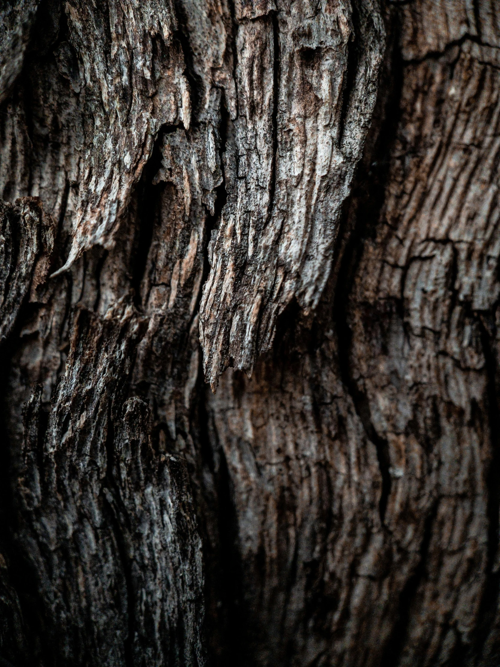 a close up of the bark of a tree, by Jacob Kainen, trending on unsplash, australian tonalism, ((trees)), today\'s featured photograph 4k, dark and dusty, made of wood