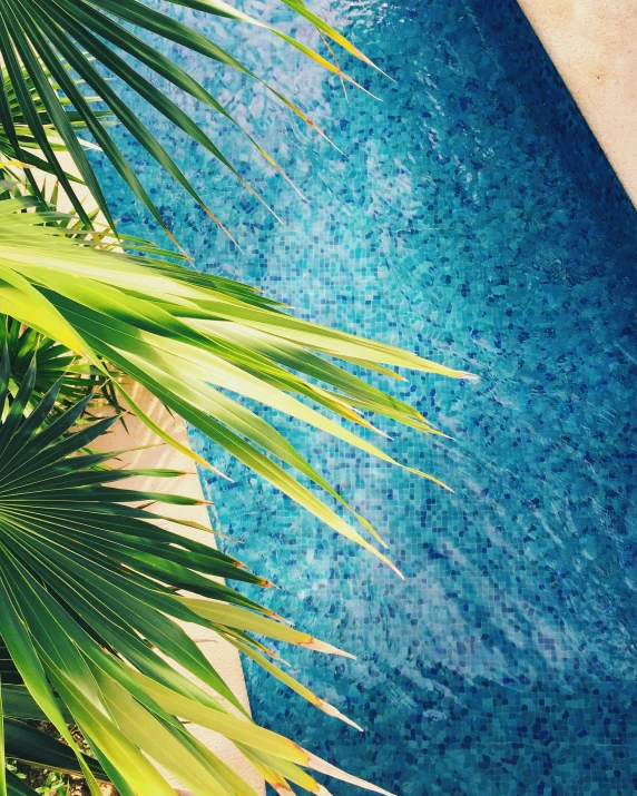 a pool with a palm tree next to it, inspired by Elsa Bleda, unsplash, happening, tan skin, green and blue, sustainable materials, snapchat photo