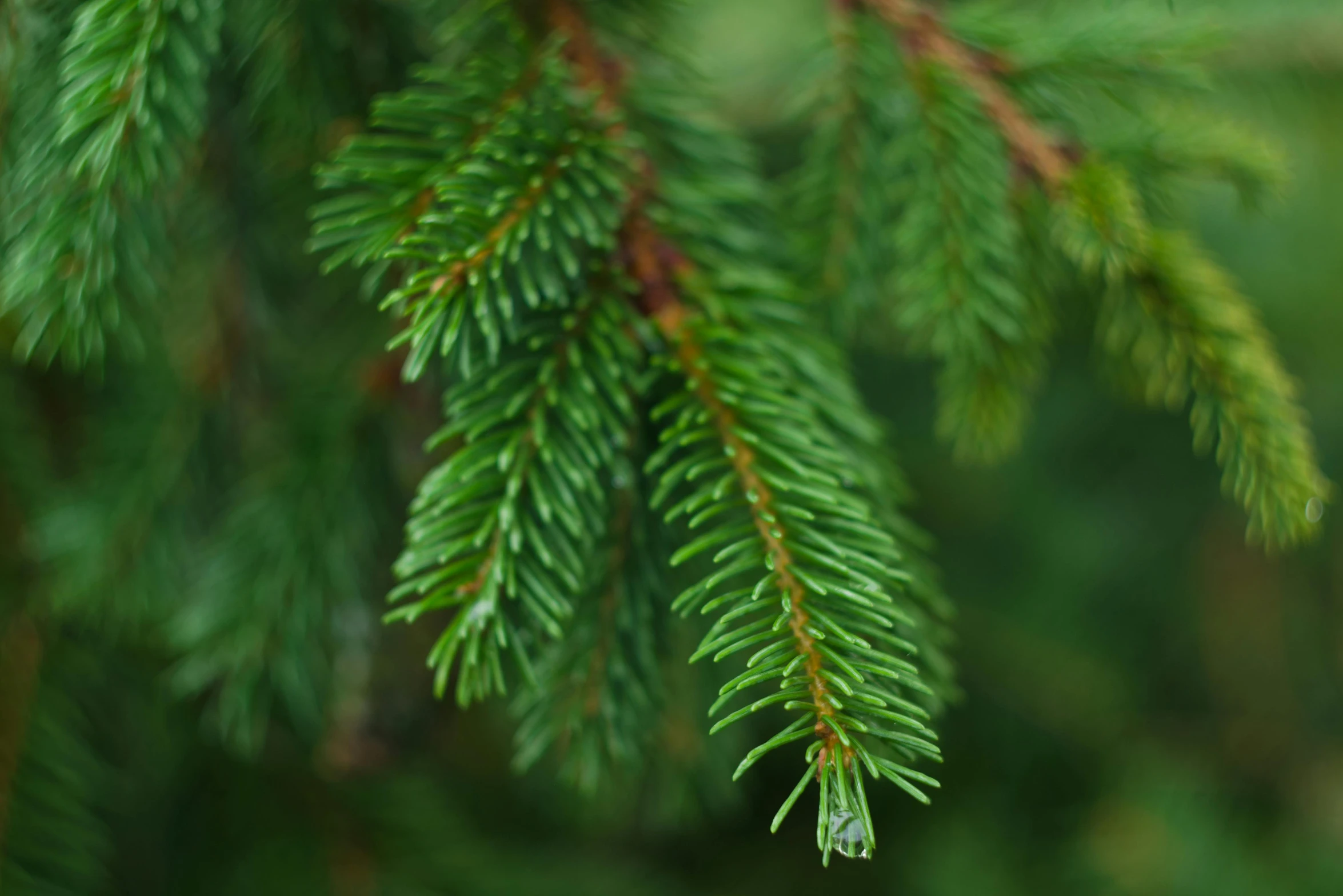 a pine tree branch with a drop of water on it, by Jan Rustem, unsplash, shot on sony a 7 iii, christmas tree, detail shot, serrated point