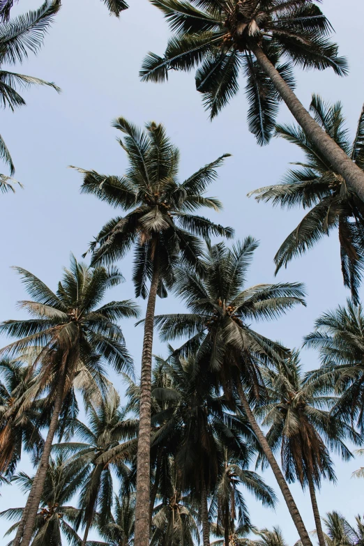 a group of palm trees against a blue sky, vietnam, slightly tanned, carson ellis, high forehead