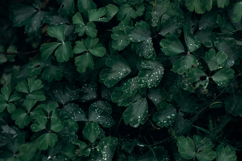 a bunch of green plants with water droplets on them, an album cover, inspired by Elsa Bleda, trending on pexels, hurufiyya, background full of lucky clovers, 4 k hd wallpapear, high angle shot, dark