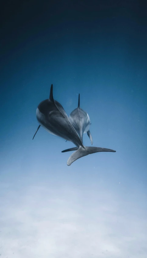 an airplane that is flying in the sky, by Dean Ellis, unsplash contest winner, hurufiyya, dolphin swimming, two male, 3/4 view from below, fishing