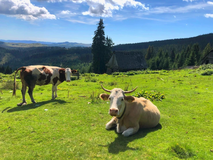 a couple of cows sitting on top of a lush green field, csók istván, avatar image