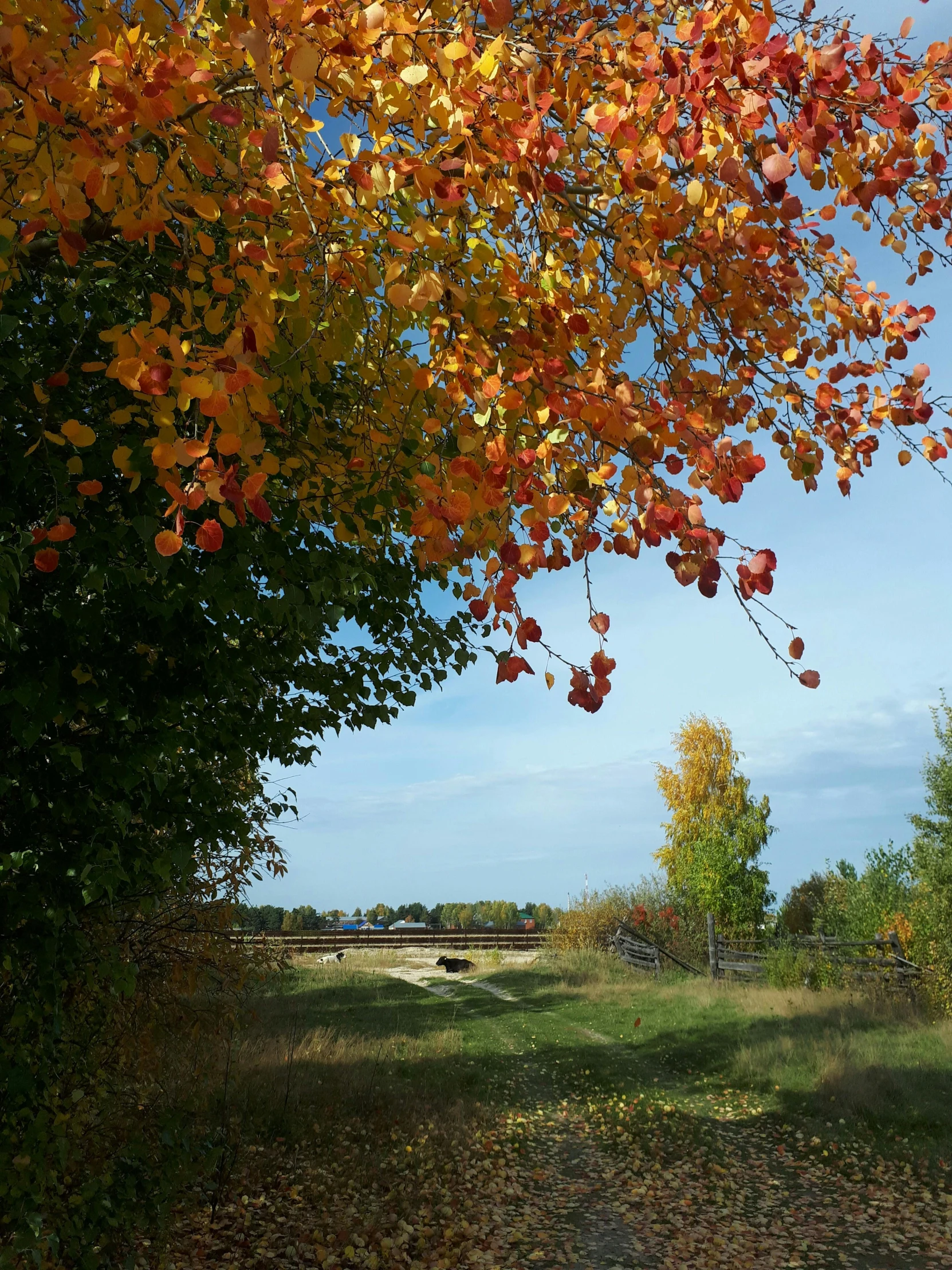 a red fire hydrant sitting in the middle of a field, a picture, by Daarken, maple trees with fall foliage, slide show, overview, birch