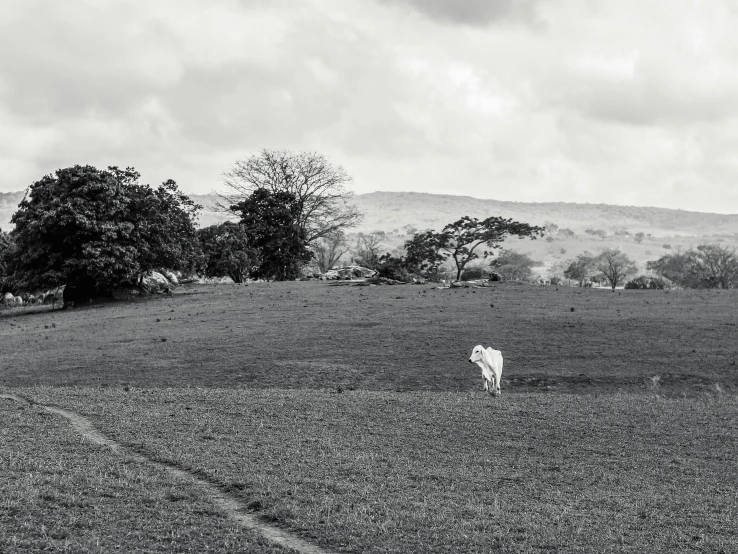 a black and white photo of a cow in a field, by Lucia Peka, minimalism, sri lankan landscape, ( dog ) jumps over hill, photographic print, white horse