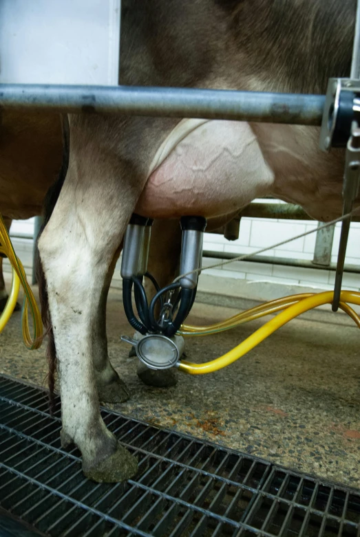 a cow standing on top of a metal grate, with tubes and wiring, shows a leg, flowing milk, up-close