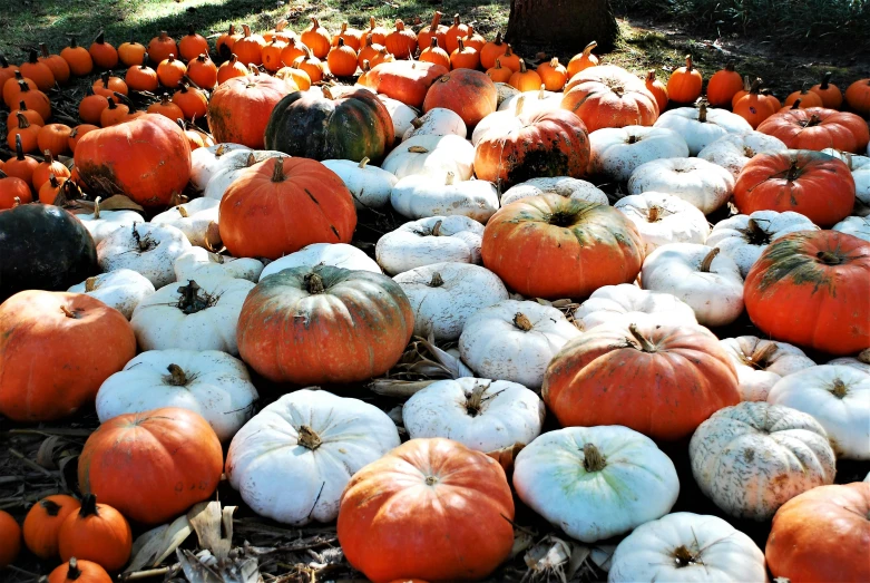 a large pile of white and orange pumpkins, a photo, by Nancy Spero, pexels, square, multicolored, sunken, slide show