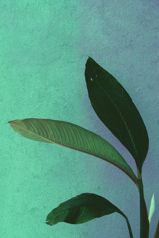 a close up of a plant with green leaves, an album cover, inspired by Elsa Bleda, trending on pexels, blue backgroung, magnolia big leaves and stems, background image, sage ( valorant )