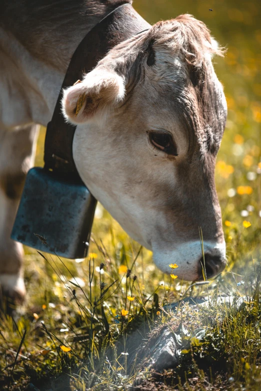 a cow that is standing in the grass