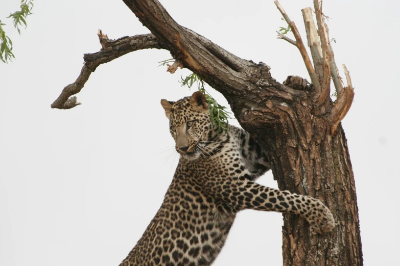 a leopard climbing up the side of a tree, by Peter Churcher, trending on unsplash, arabesque, milla jovovich, digital image, an ahoge stands up on her head, in africa