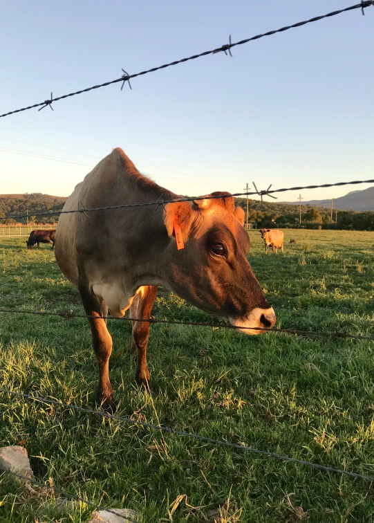 a brown cow standing on top of a lush green field, rusty chain fencing, evening lighting, accidental selfie, profile image