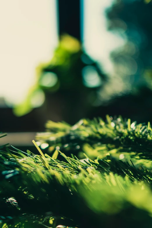 a close up of a plant on a window sill, a tilt shift photo, unsplash, hurufiyya, with a lush grass lawn, pine tree, glossy surface, paul barson