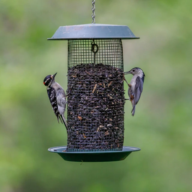 a couple of birds sitting on top of a bird feeder, hardmesh post, green, birdseye view, lightweight